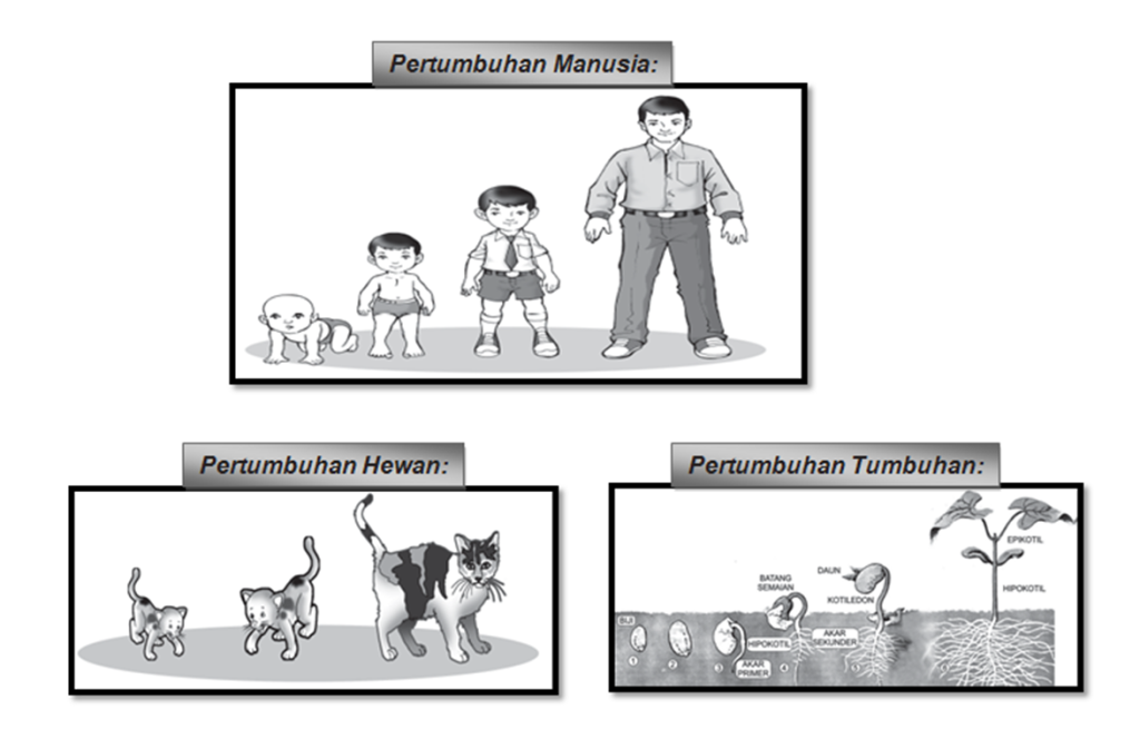 Menjelajahi Keajaiban Pertumbuhan: Dari Biji Kecil Hingga Makhluk Hidup yang Luar Biasa!